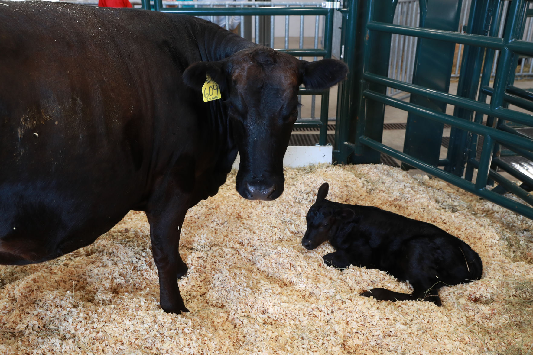 082819_StateFair0019_bjs.jpg